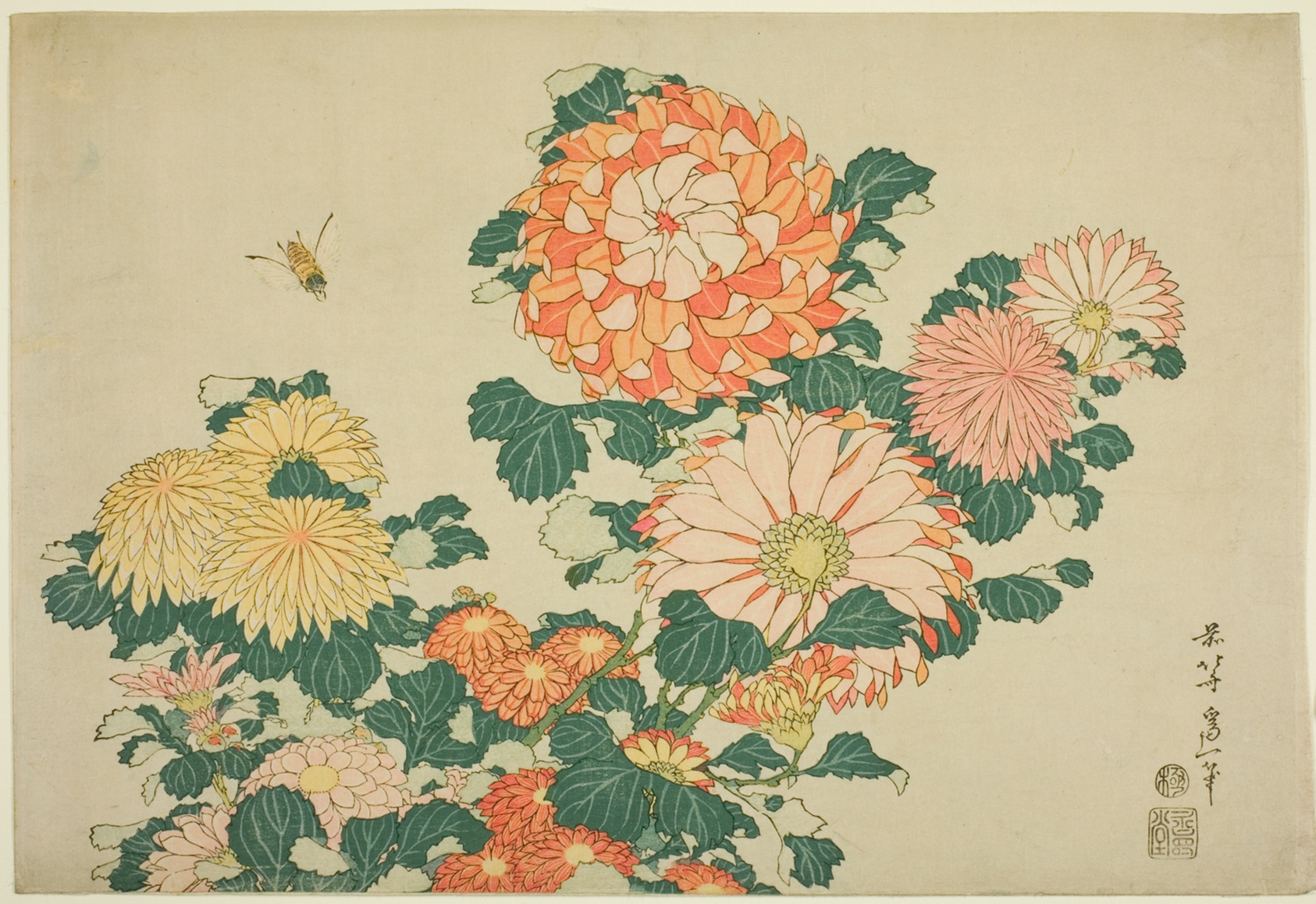 Chrysanthemums